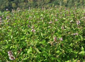 Máta peprná 'Granada' - Mentha piperita 'Granada'