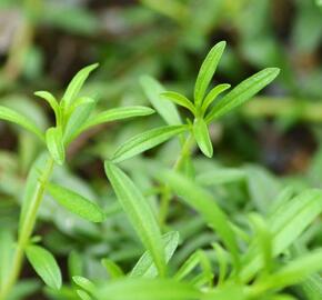 Saturejka 'Karpaten' - Satureja spicigera 'Karpaten'