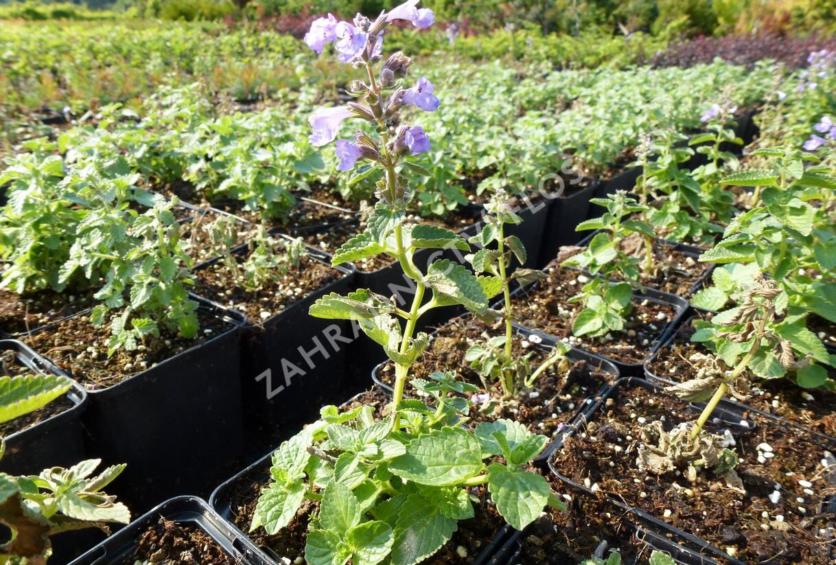 Šanta velkokvětá 'Blue Danube' - Nepeta grandiflora 'Blue Danube'