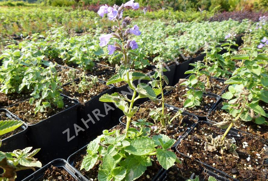 Šanta velkokvětá 'Blue Danube' - Nepeta grandiflora 'Blue Danube'