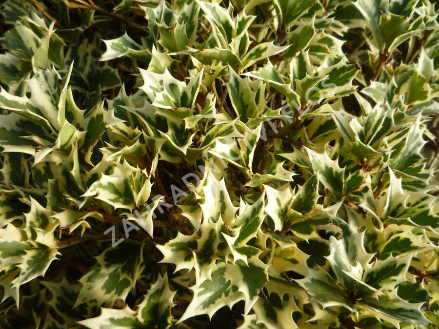Vonokvětka různolistá 'Variegatus' - Osmanthus heterophyllus 'Variegatus'
