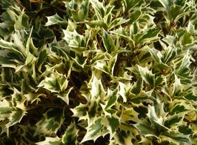 Vonokvětka různolistá 'Variegatus' - Osmanthus heterophyllus 'Variegatus'