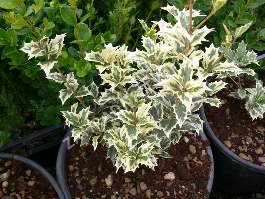 Vonokvětka různolistá 'Variegatus' - Osmanthus heterophyllus 'Variegatus'