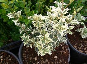 Vonokvětka různolistá 'Variegatus' - Osmanthus heterophyllus 'Variegatus'