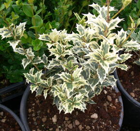 Vonokvětka různolistá 'Variegatus' - Osmanthus heterophyllus 'Variegatus'