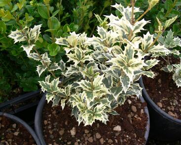 Vonokvětka různolistá 'Variegatus'