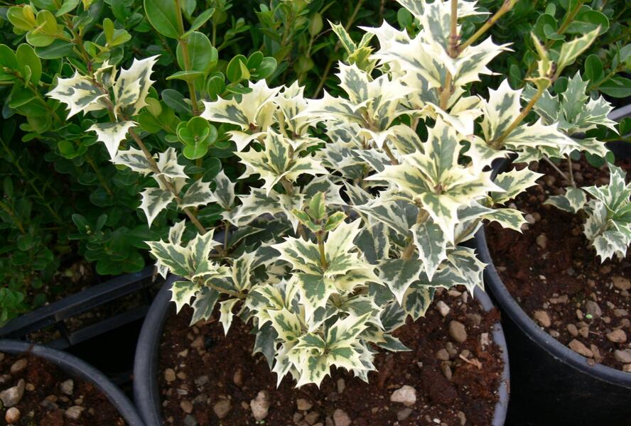 Vonokvětka různolistá 'Variegatus' - Osmanthus heterophyllus 'Variegatus'