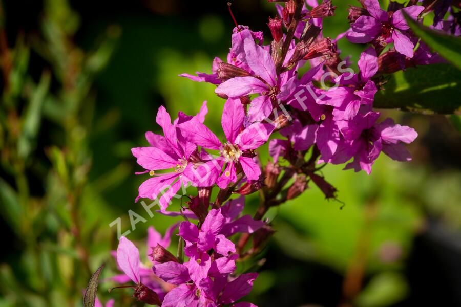Kyprej prutnatý 'Rose Queen' - Lythrum virgatum 'Rose Queen'