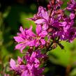 Kyprej prutnatý 'Rose Queen' - Lythrum virgatum 'Rose Queen'