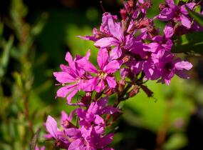 Kyprej prutnatý 'Rose Queen' - Lythrum virgatum 'Rose Queen'