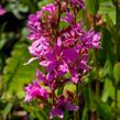 Kyprej prutnatý 'Rose Queen' - Lythrum virgatum 'Rose Queen'