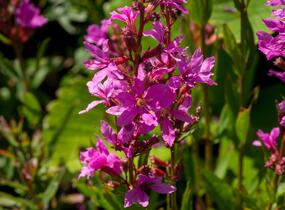 Kyprej prutnatý 'Rose Queen' - Lythrum virgatum 'Rose Queen'
