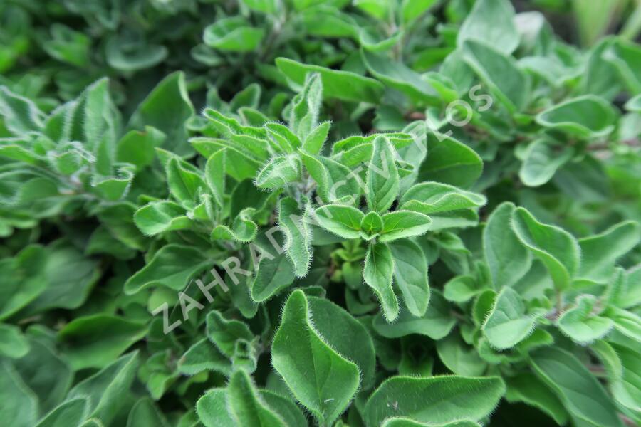 Oregano (Dobromysl) 'Kreta' - Origanum hirtum 'Kreta'