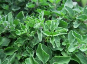 Oregano, dobromysl 'Kreta' - Origanum hirtum 'Kreta'