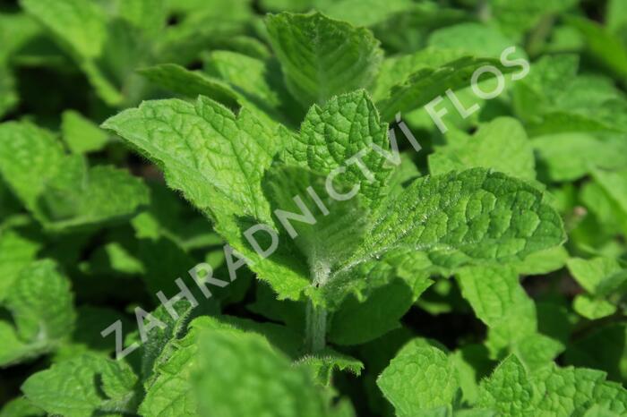 Máta huňatá 'Ananasmintze' - Mentha rotundifolia 'Ananasmintze'