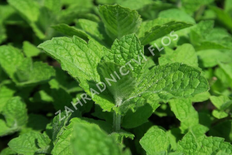 Máta huňatá 'Ananasmintze' - Mentha rotundifolia 'Ananasmintze'