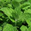 mta huat Ananasmintze - Mentha  rotundifolia Ananasmintze