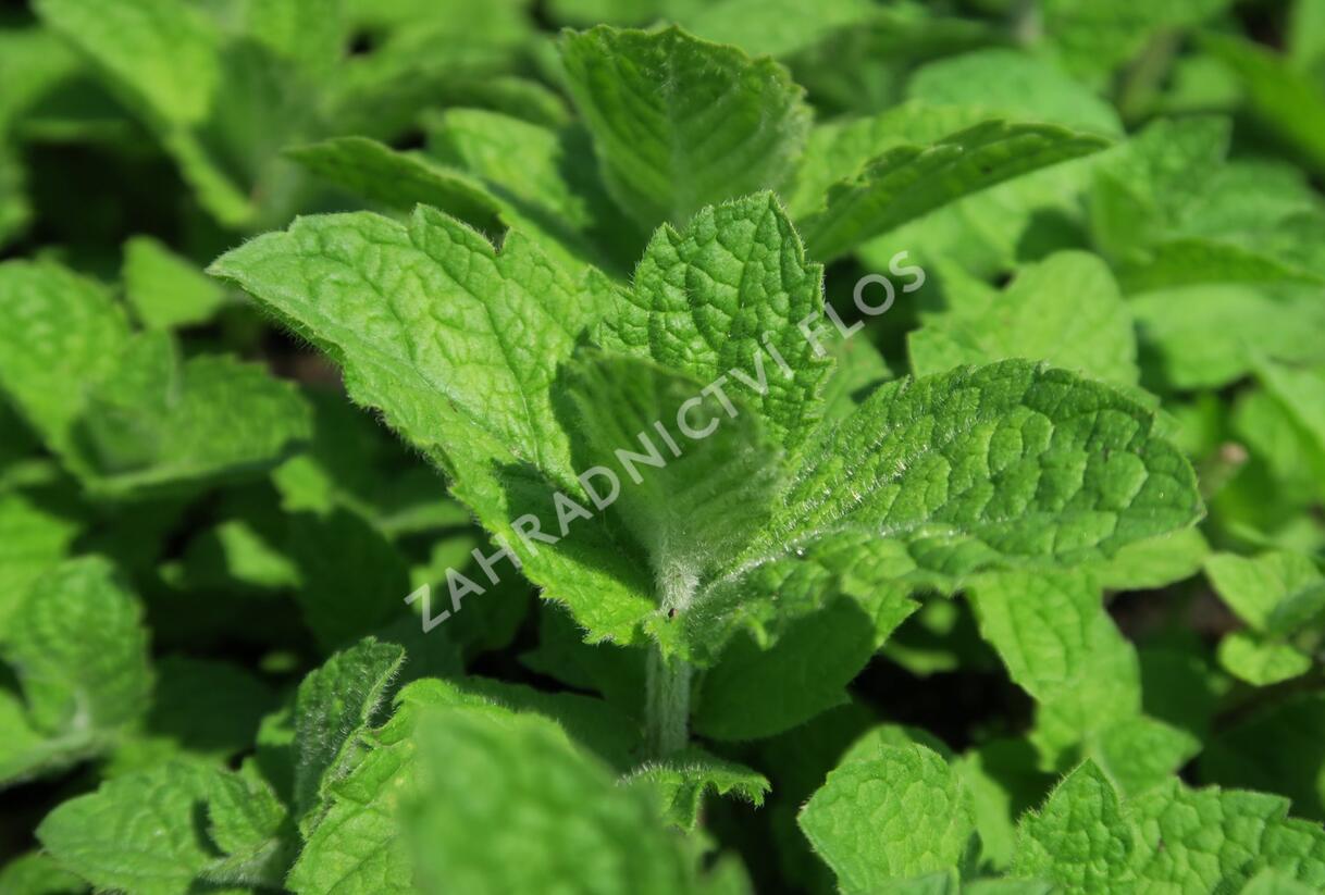 Máta huňatá 'Ananasmintze' - Mentha rotundifolia 'Ananasmintze'