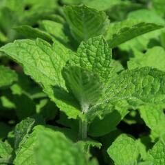 Máta huňatá 'Ananasmintze' - Mentha rotundifolia 'Ananasmintze'