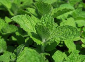 Máta huňatá 'Ananasmintze' - Mentha rotundifolia 'Ananasmintze'