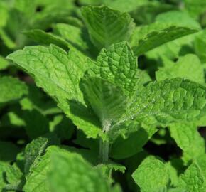 Máta huňatá 'Ananasmintze' - Mentha rotundifolia 'Ananasmintze'