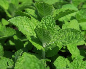 Máta huňatá 'Ananasmintze'