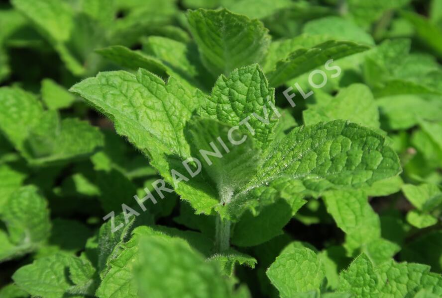 Máta huňatá 'Ananasmintze' - Mentha rotundifolia 'Ananasmintze'
