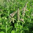 Máta huňatá 'Ananasmintze' - Mentha rotundifolia 'Ananasmintze'