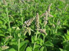 Máta huňatá 'Ananasmintze' - Mentha rotundifolia 'Ananasmintze'