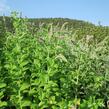 Máta huňatá 'Ananasmintze' - Mentha rotundifolia 'Ananasmintze'