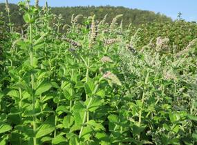 Máta huňatá 'Ananasmintze' - Mentha rotundifolia 'Ananasmintze'