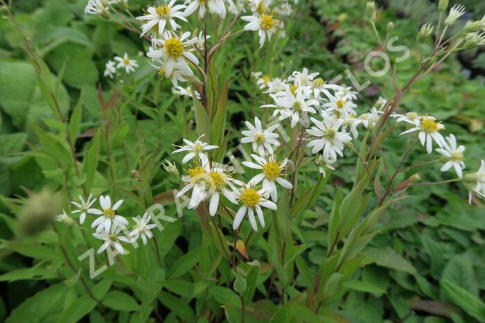 Hvězdnice okoličnatá 'Weißer Schirm' - Aster umbellatus 'Weißer Schirm'