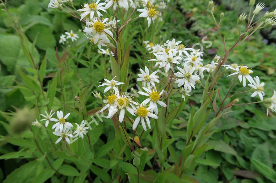 Hvězdnice okoličnatá 'Weißer Schirm' - Aster umbellatus 'Weißer Schirm'