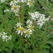 Hvězdnice 'Weißer Schirm' - Aster umbellatus 'Weißer Schirm'