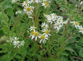 Hvězdnice okoličnatá 'Weißer Schirm' - Aster umbellatus 'Weißer Schirm'