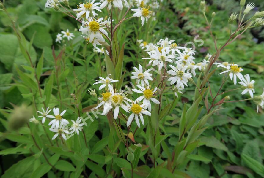 Hvězdnice okoličnatá 'Weißer Schirm' - Aster umbellatus 'Weißer Schirm'