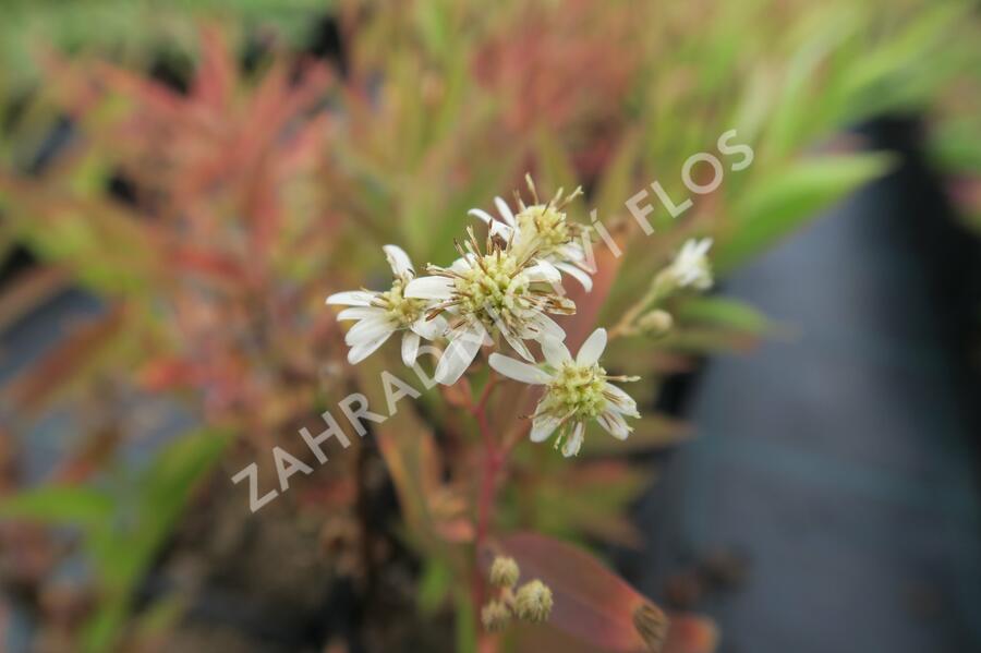 Hvězdnice okoličnatá 'Weißer Schirm' - Aster umbellatus 'Weißer Schirm'