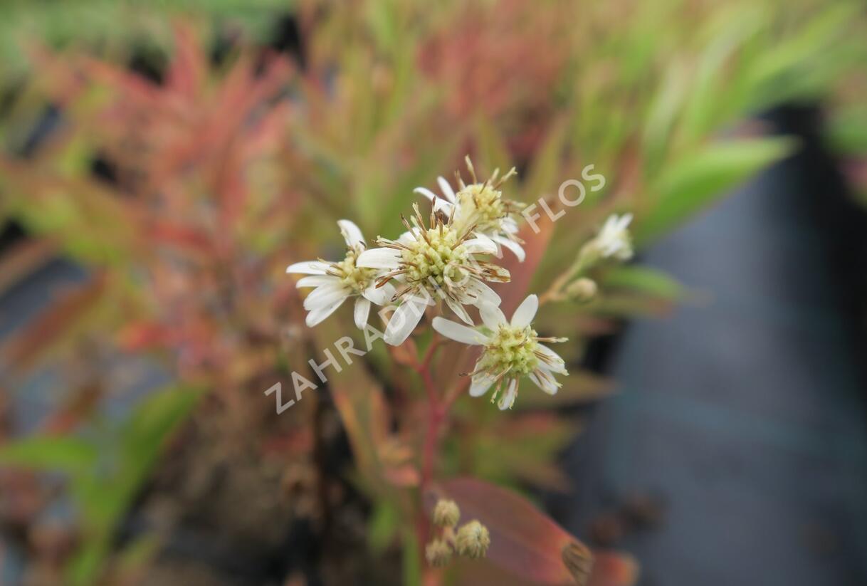 Hvězdnice okoličnatá 'Weißer Schirm' - Aster umbellatus 'Weißer Schirm'