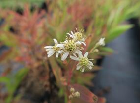 Hvězdnice okoličnatá 'Weißer Schirm' - Aster umbellatus 'Weißer Schirm'