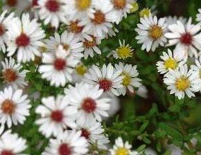 Hvězdnice vřesovcová 'Schneegitter' - Aster ericoides 'Schneegitter'