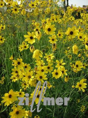 Krásnoočko přeslenité 'El Dorado' - Coreopsis verticillata 'El Dorado'