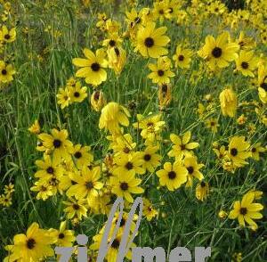 Krásnoočko přeslenité 'El Dorado'