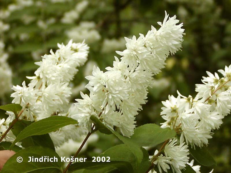 Trojpuk drsný - Deutzia scabra