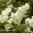 Trojpuk drsný - Deutzia scabra