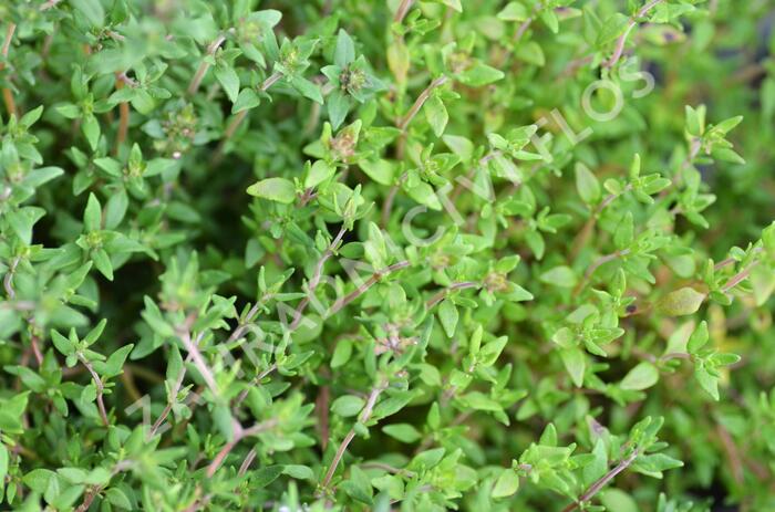 Tymián obecný 'Deutscher Winter' - Thymus vulgaris 'Deutscher Winter'