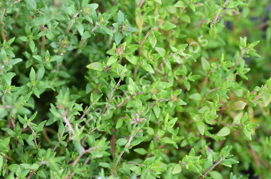 Tymián obecný 'Deutscher Winter' - Thymus vulgaris 'Deutscher Winter'