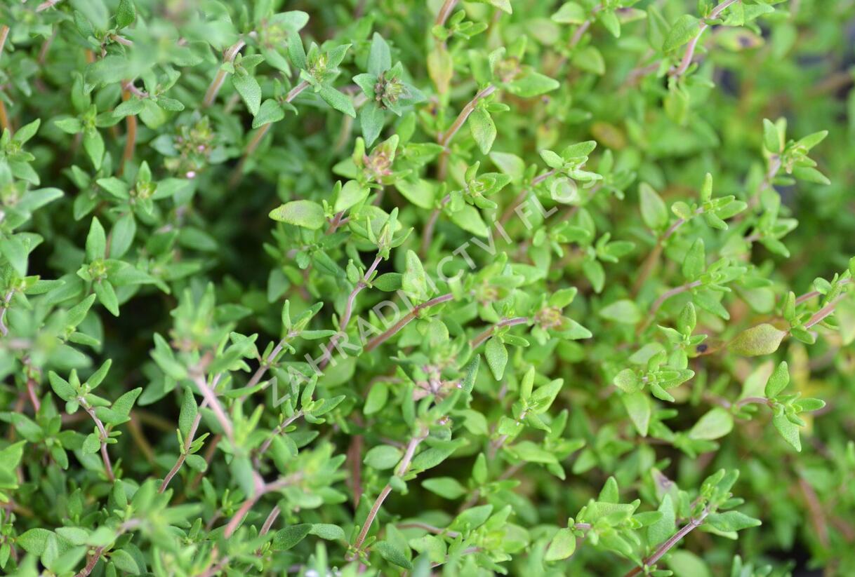 Tymián obecný 'Deutscher Winter' - Thymus vulgaris 'Deutscher Winter'