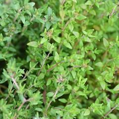 Tymián obecný 'Deutscher Winter' - Thymus vulgaris 'Deutscher Winter'