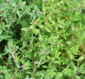 Tymián obecný 'Deutscher Winter' - Thymus vulgaris 'Deutscher Winter'