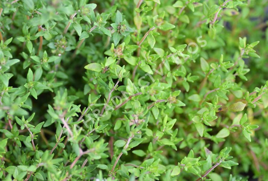 Tymián obecný 'Deutscher Winter' - Thymus vulgaris 'Deutscher Winter'